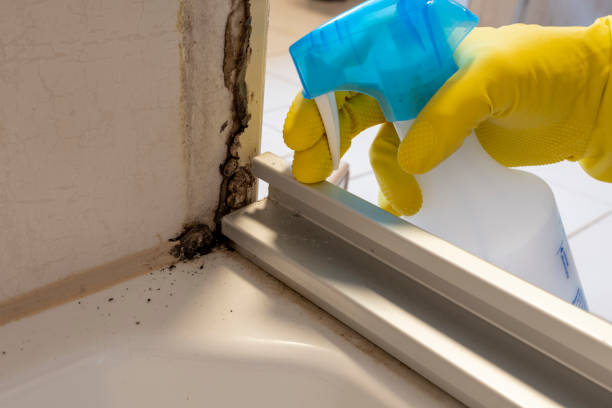 Professional Mold Removal in Midway, KY